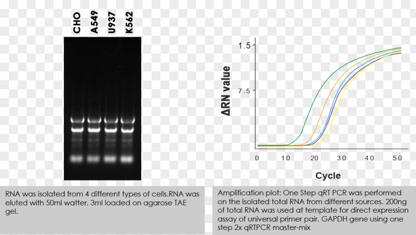 RNA Extraction Cell Isolation Polymerase PNG