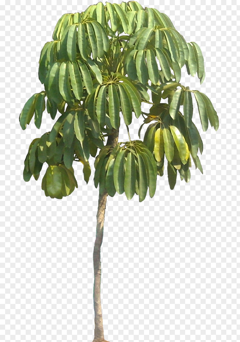 Tropical Schefflera Actinophylla Arboricola Tree Houseplant PNG