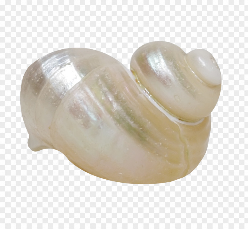 Beautiful Brown Conch Sea Snail Seashell PNG