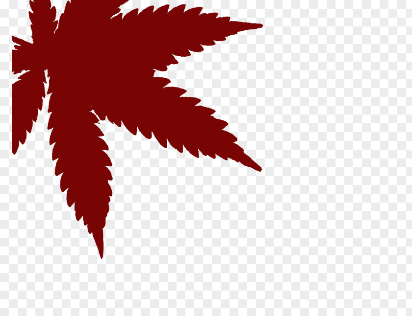 Leaf Maple Desktop Wallpaper Cannabis Cultivation Font PNG
