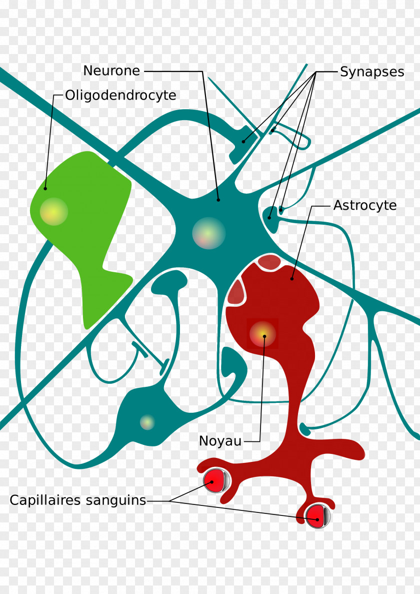 Neuron Nervous System Neuroglia Cell Diagram PNG