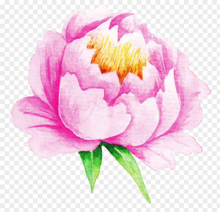 Peony Watercolor Paint Flower Flowering Plant Pink Petal PNG