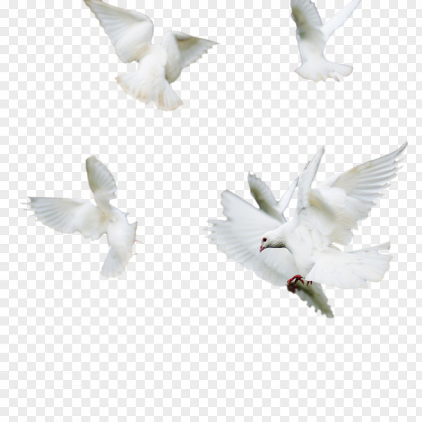 Bird Rock Dove Columbidae Image PNG