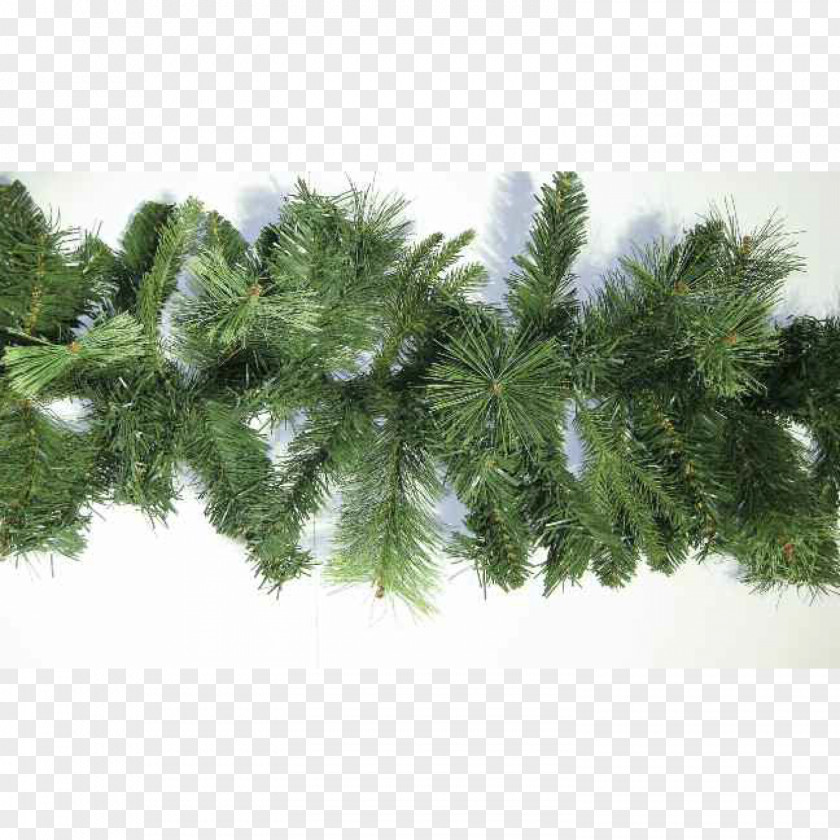 Christmas Tree Makalu Spruce Pine PNG