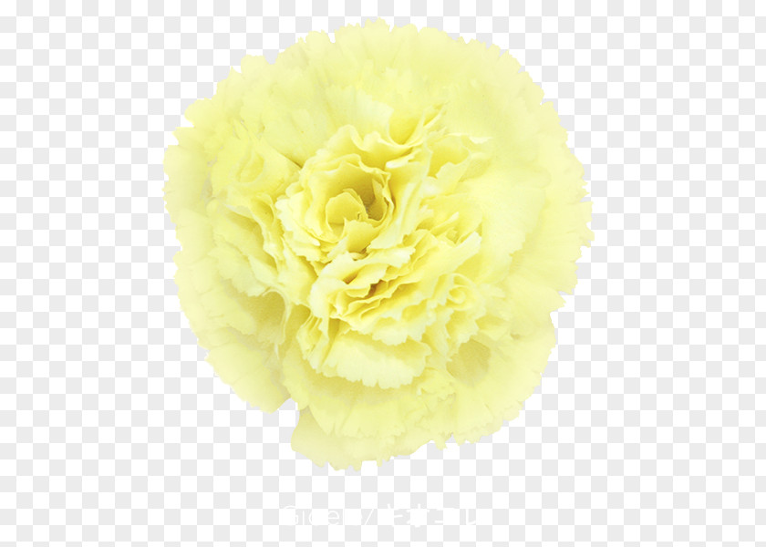 Flower Carnation Cut Flowers Yellow Violet PNG