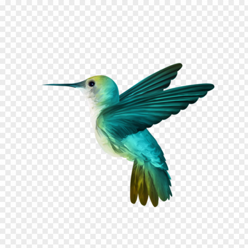 Hummingbird Wallpaper PNG