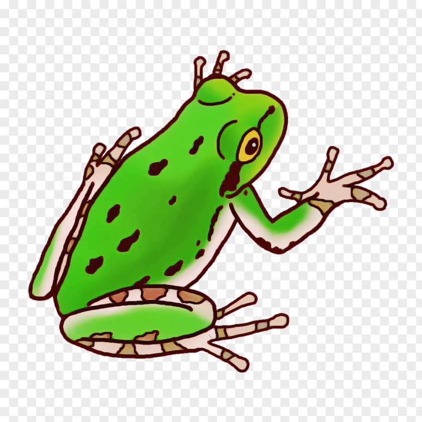 Toad True Frog Tree Frogs Amphibians PNG
