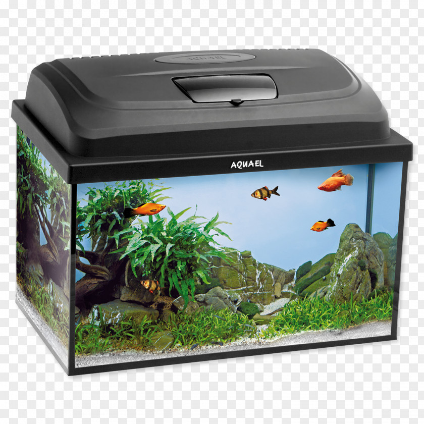 Akvarium Aquarium Filters Coldwater Fish Heater PNG