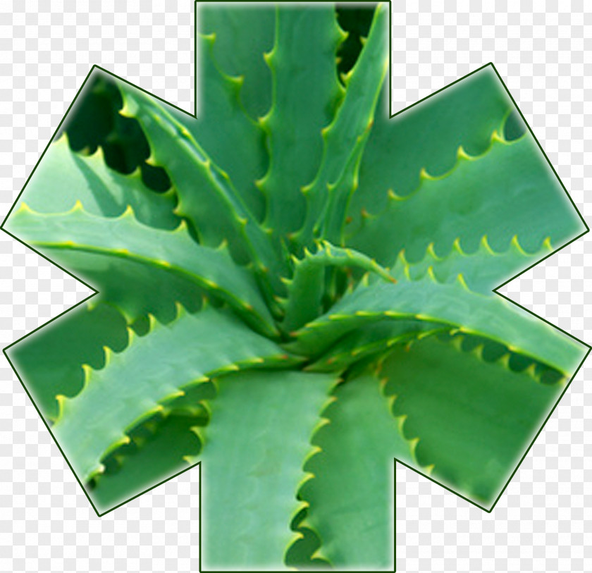 Aloe Vera Arborescens Plant Asphodelaceae Therapy PNG