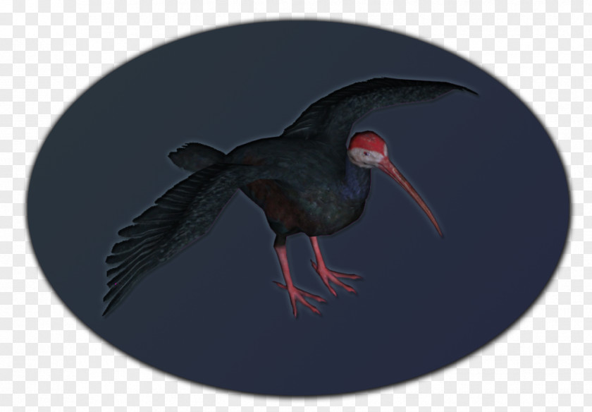 Beak Ibis PNG