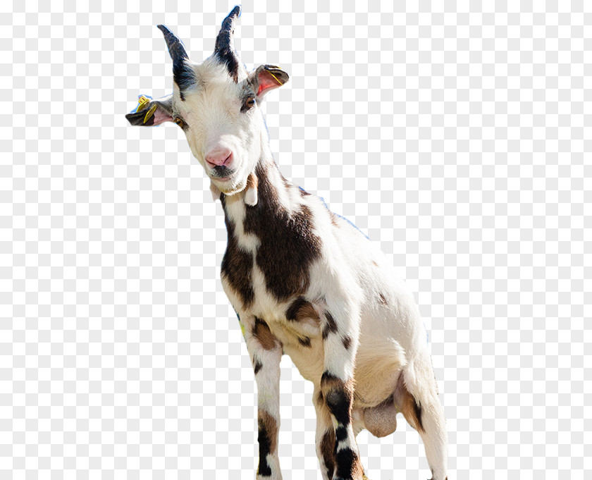 Goat Sheep Computer File PNG