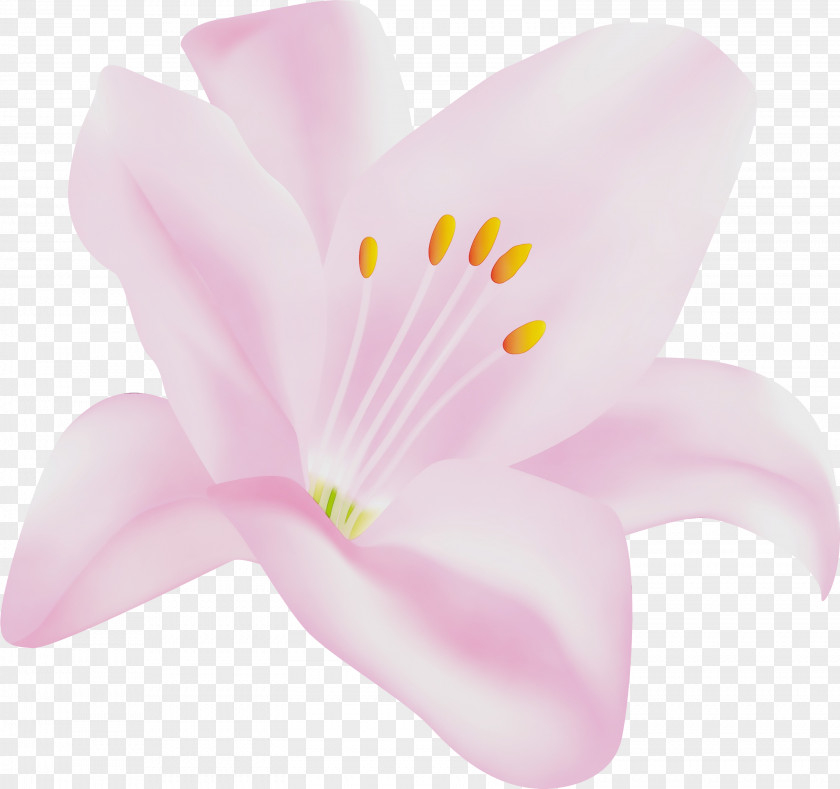 Pedicel Lily Family Petal Pink Flower Flowering Plant PNG