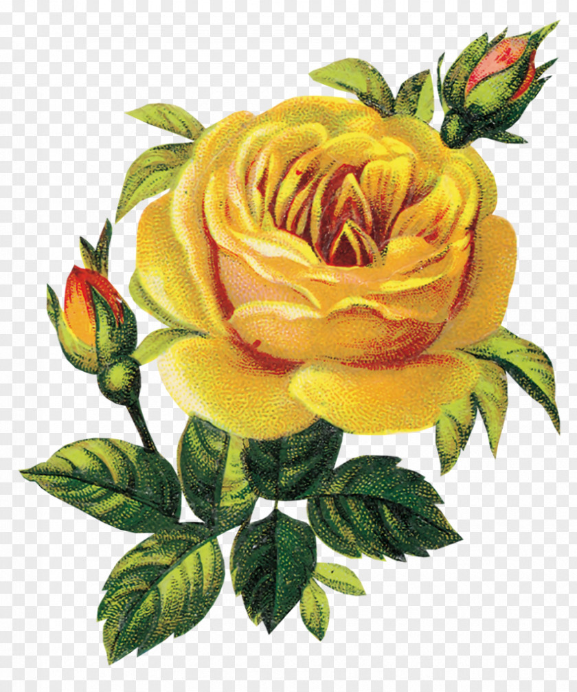 Rose Floral Design Clip Art Flower Bouquet PNG