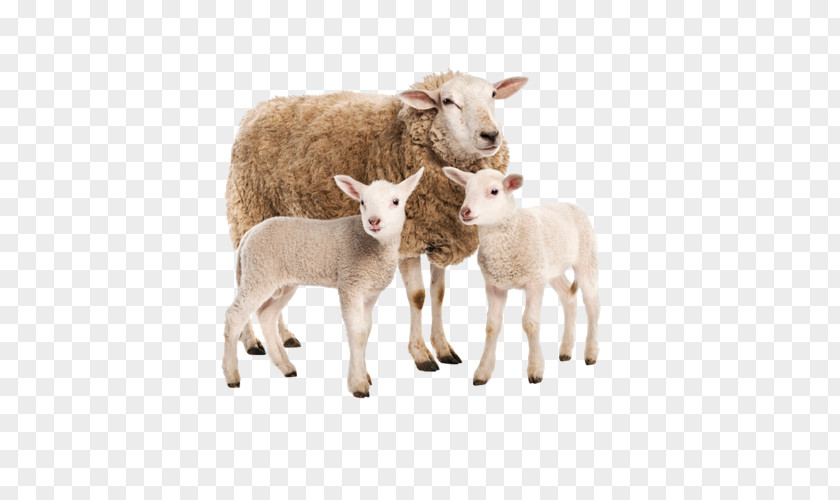 Sheep Goat Charolais Cattle Limousin Beef PNG
