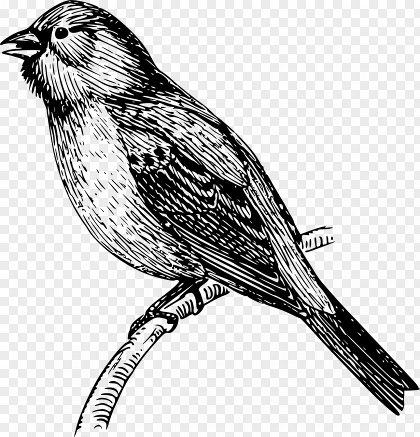 Birds Drawing Sketch Mockingbird Vector Graphics Clip Art PNG