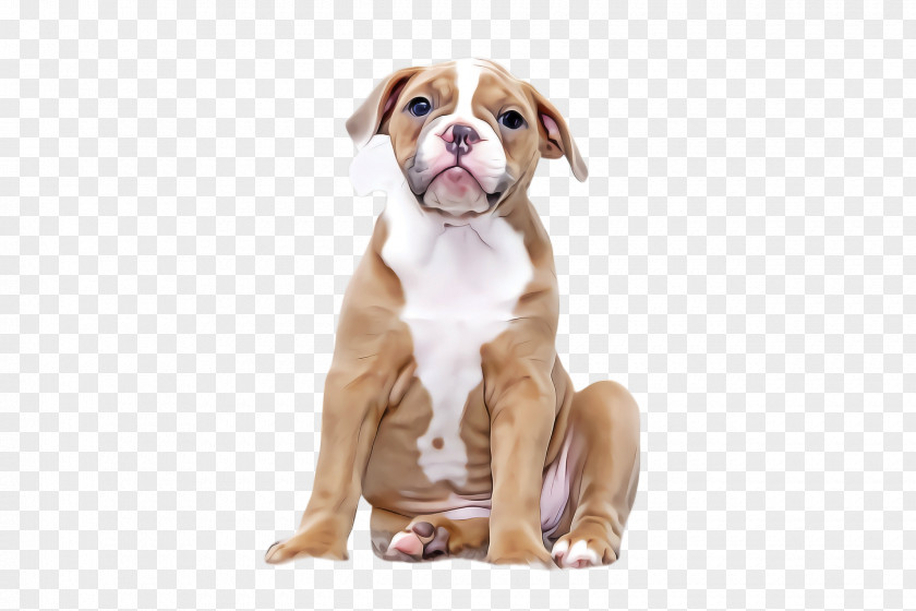 Boxer Companion Dog Bulldog PNG