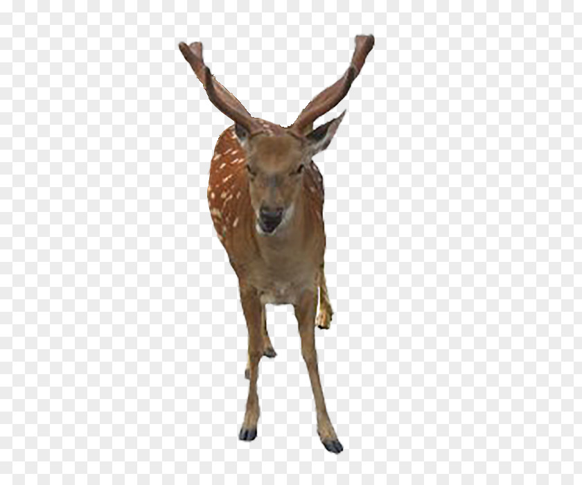 Deer Formosan Sika ICO Icon PNG
