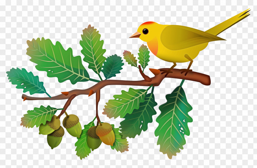 European Robin Birds Old World Orioles Leaf Beak PNG