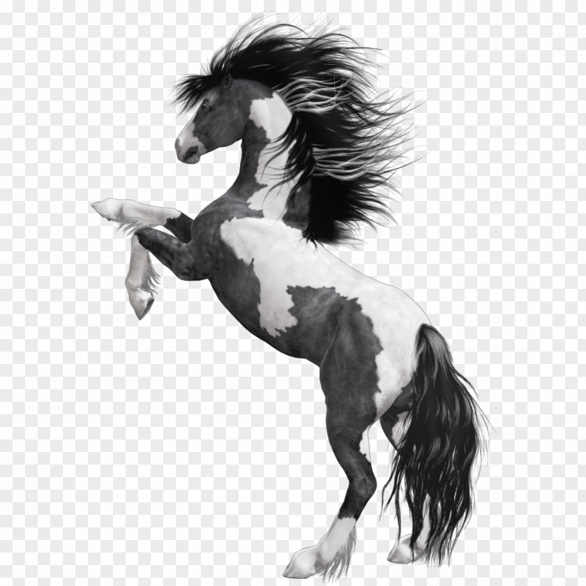 Horse Freeimg Mustang American Paint Arabian White Black PNG