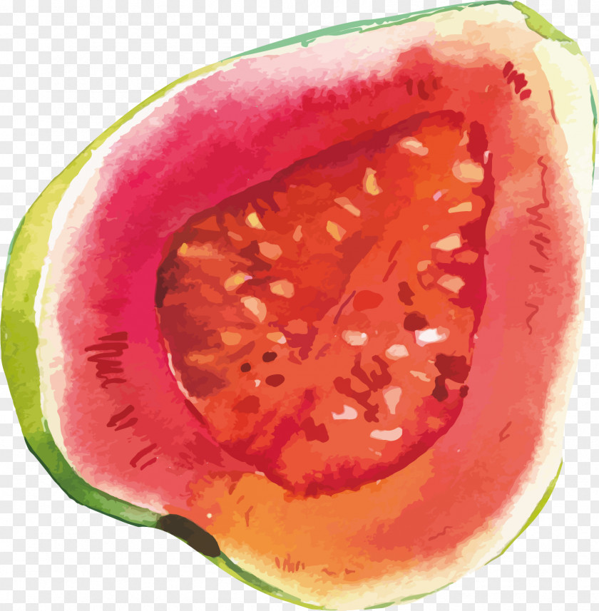 Vector Hand-painted Delicious Melon Watermelon Fruit PNG