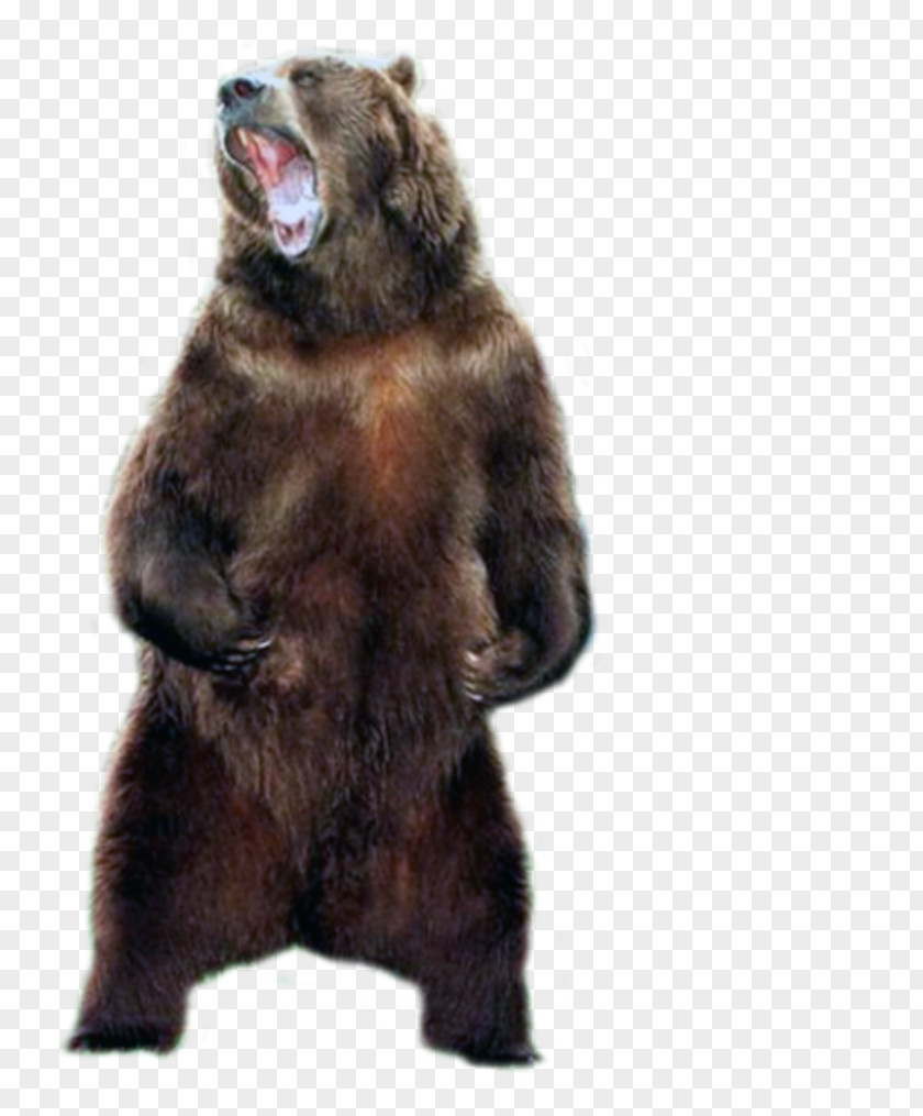 Bear Polar Brown Grizzly Soldier Giant Panda PNG