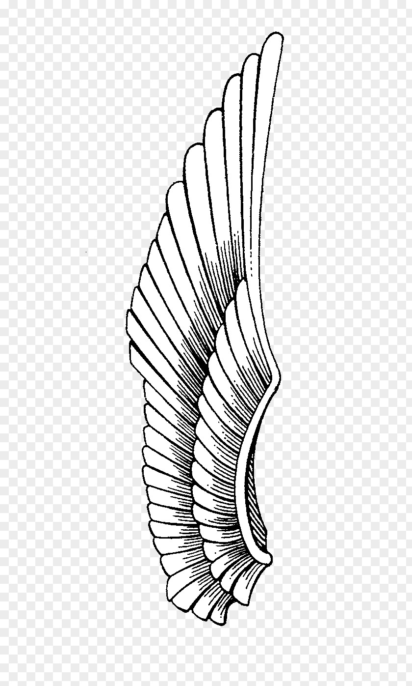 Eagle Wings Tattoo Drawing Line Art Monochrome PNG