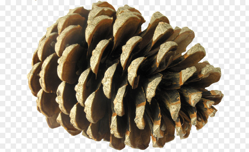 Fir Cone Conifer Pine Spruce Child PNG