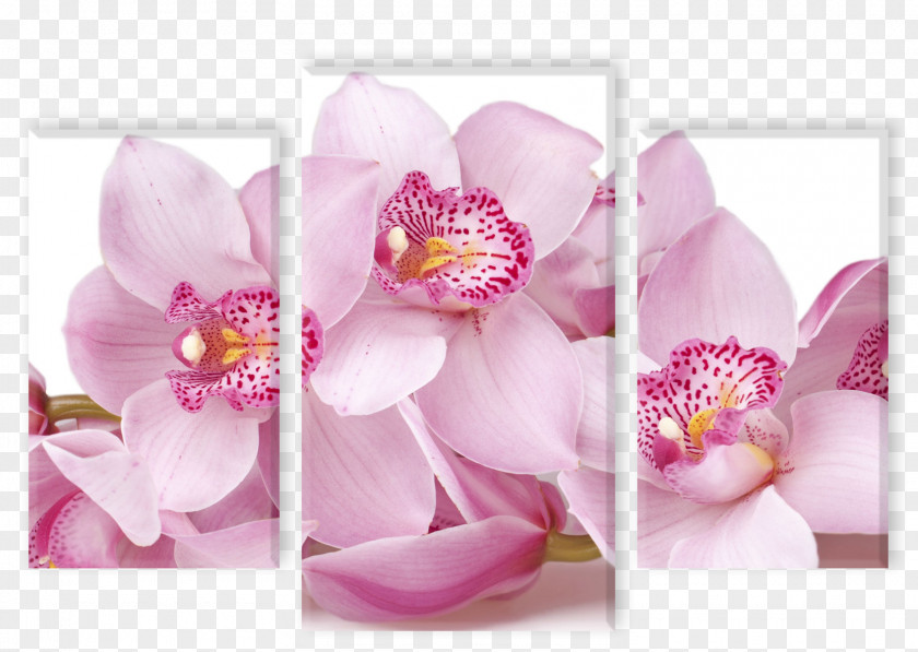 Flower Moth Orchids Plant Root PNG