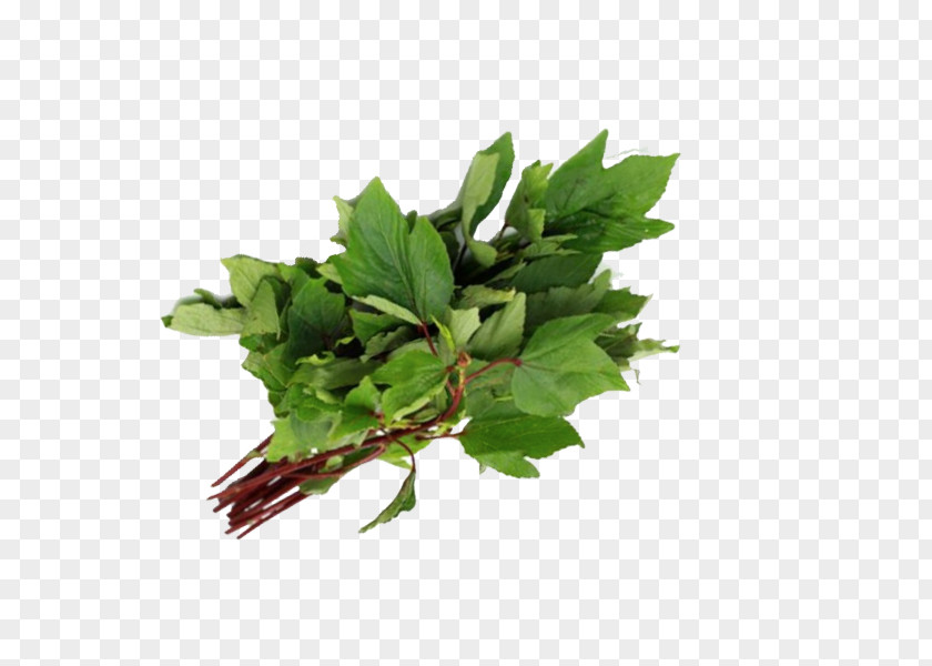 Leaf Gongura Indian Cuisine Spring Greens Vegetable PNG