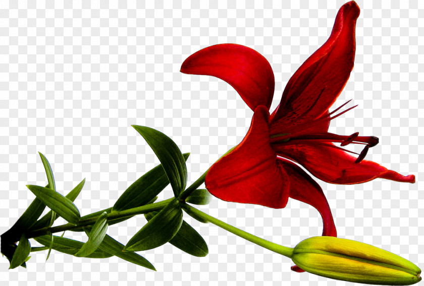 Lily Flower Clip Art Red PNG