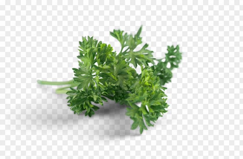 Parsley Herb Rainfresh (Vic) Pty. Ltd. Vegetable Vic PNG