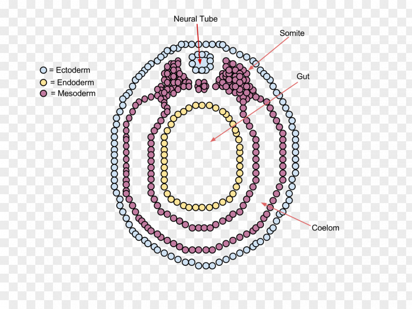 Vertebrate Neurulation Embryo Neural Tube PNG