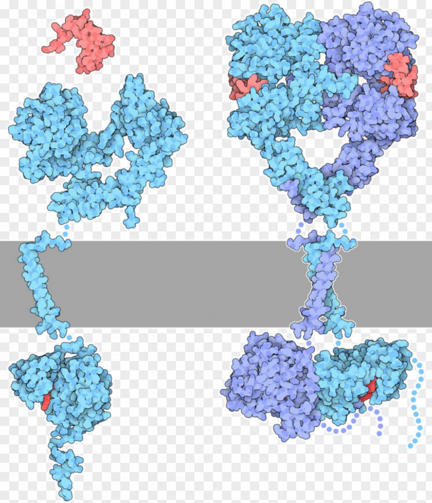 Receptor Tyrosine Kinase Protein PNG