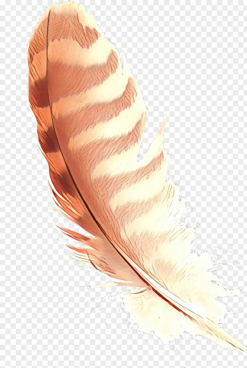 Writing Implement Natural Material Feather PNG