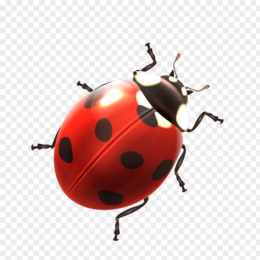 Buzzing Bee Ladybird Beetle Image Clip Art Download PNG