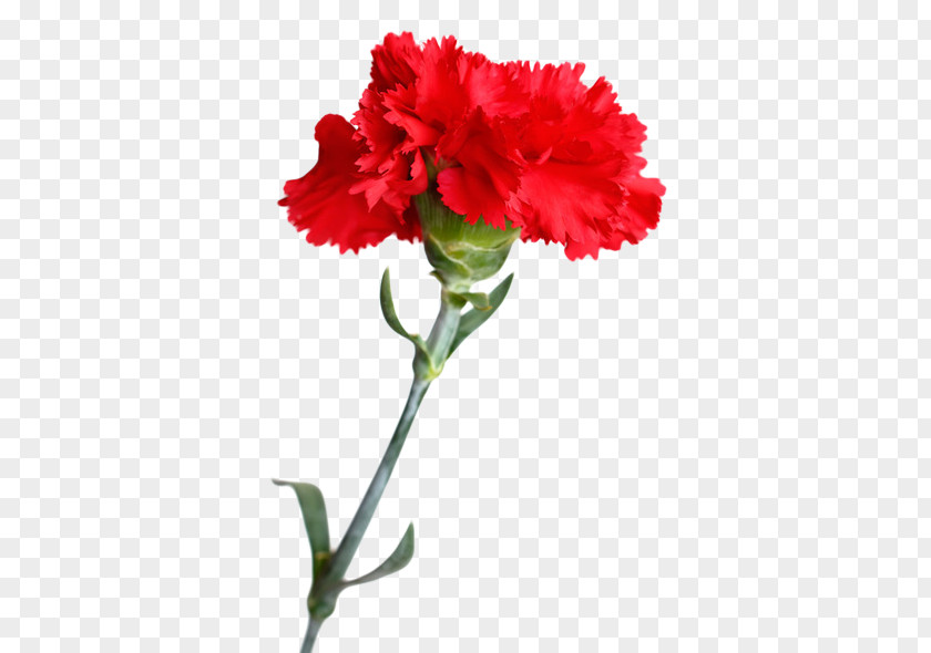 Flower Carnation Cut Flowers Stock Photography Floral Design PNG