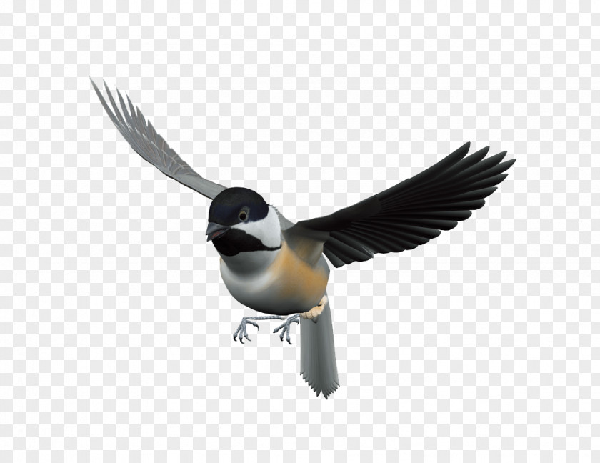 Flying Bird Flight PNG