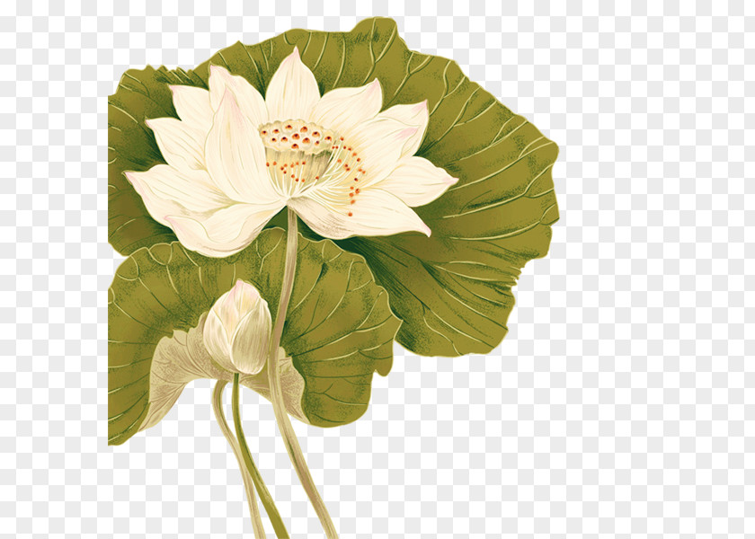 Hand-painted Lotus FIG. Flower On The Constitutional And Local Effects Of Disease Supra-renal Capsules Software Download PNG