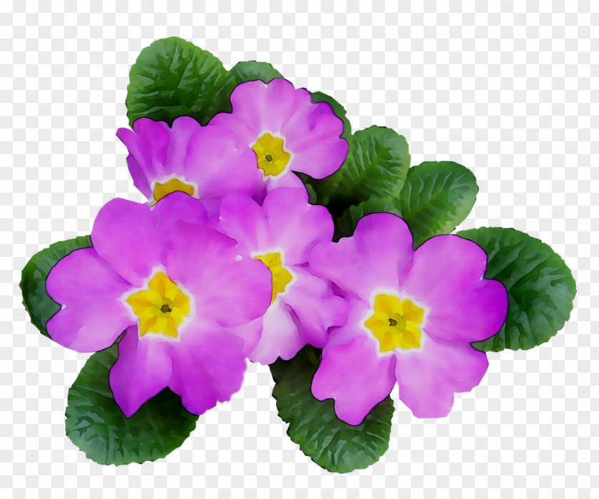 Primrose Annual Plant Plants PNG