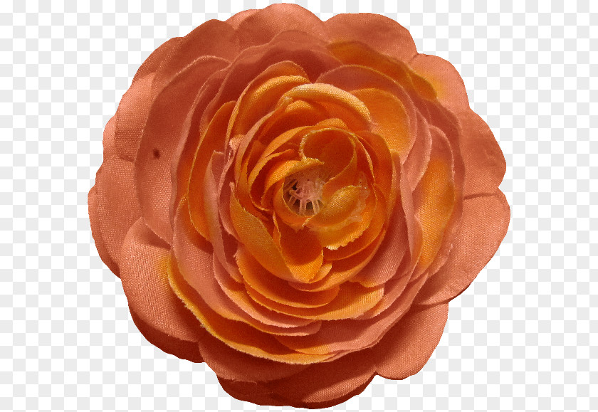 Rose Garden Roses Cut Flowers Petal PNG