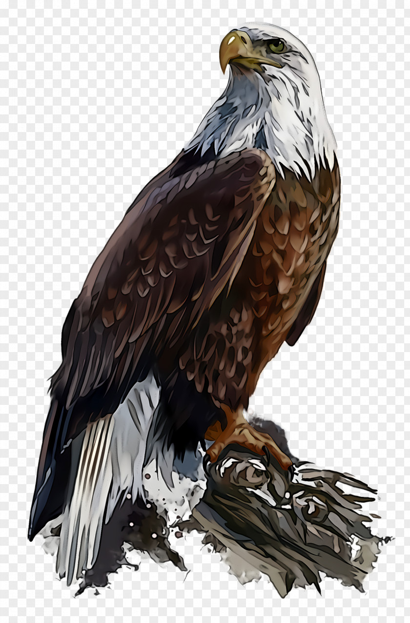 Bird Of Prey Golden Eagle Accipitridae PNG