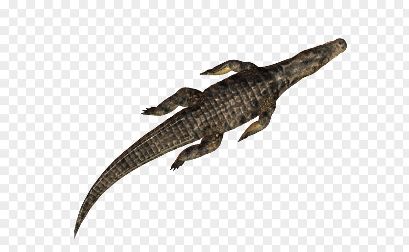 Crocodile Alligators Caiman (Genus) PhotoScape PNG