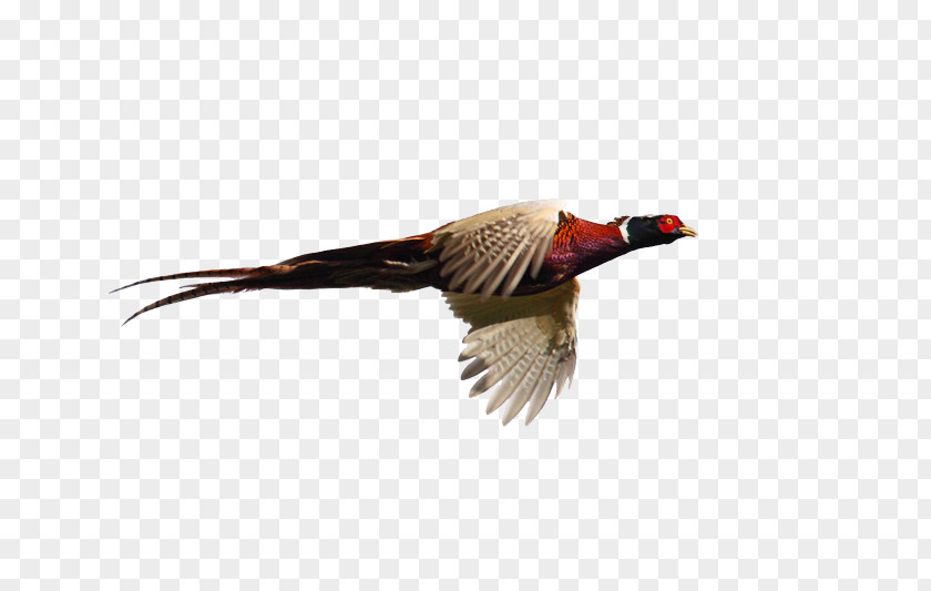 Goose Pheasant Cygnini Flight Bird PNG