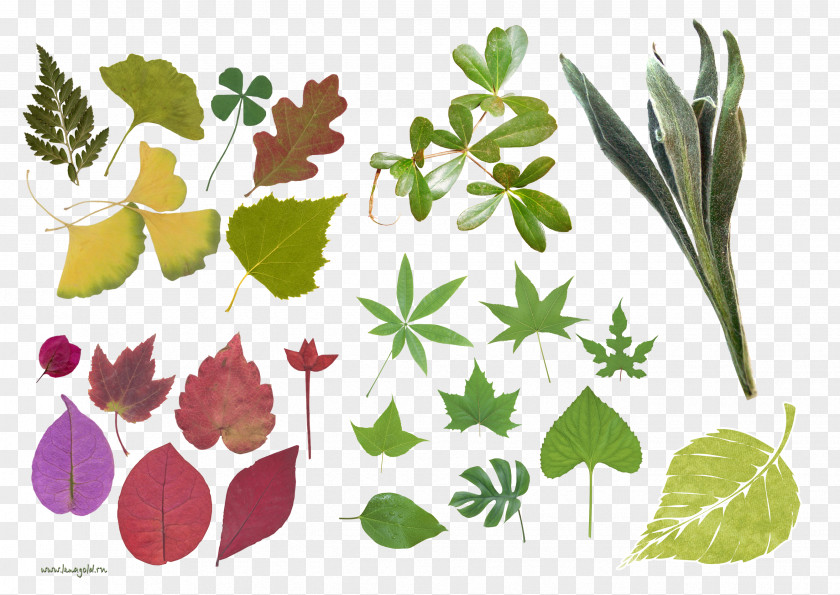 Leaf Floral Design Clip Art PNG