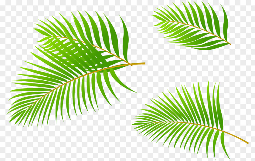 Palm Leaves Arecaceae Leaf Coconut PNG