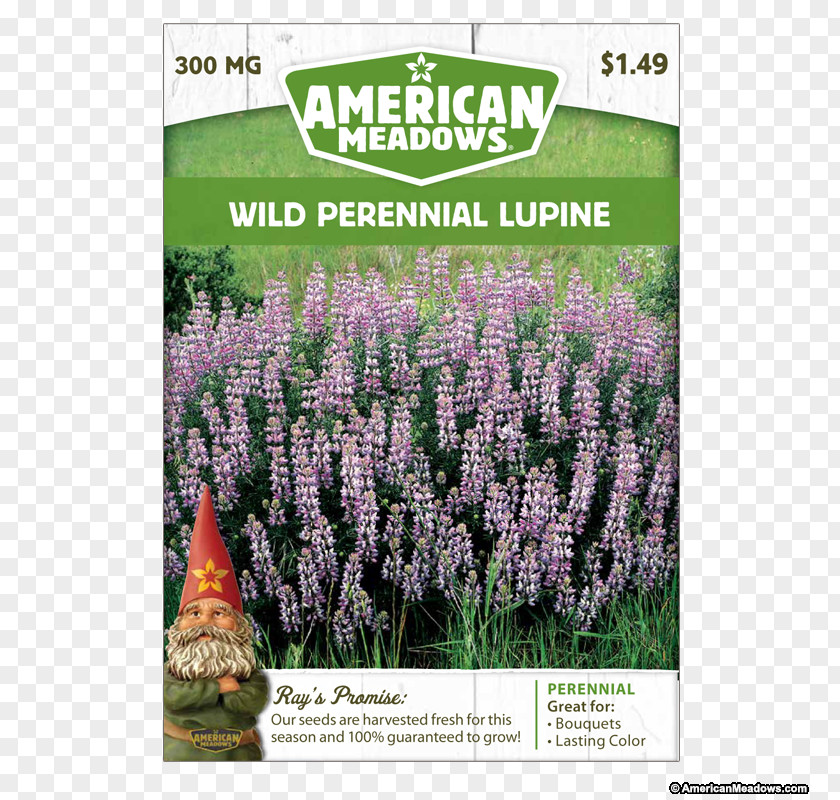 Perennial English Lavender Hyssopus Shrub Catnips Lawn PNG