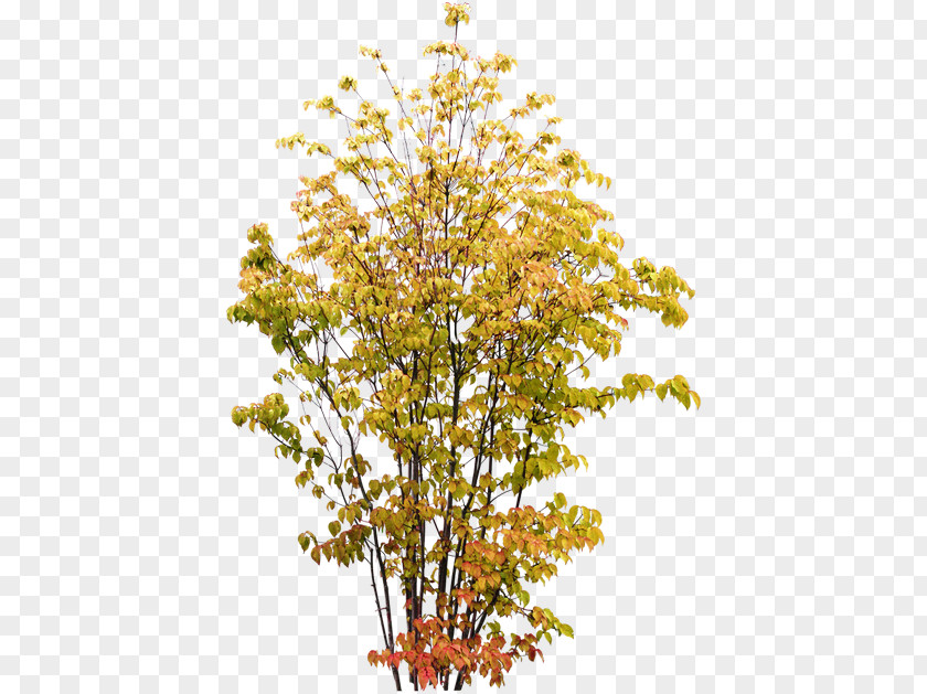 Tree Shrub Twig Plant PNG