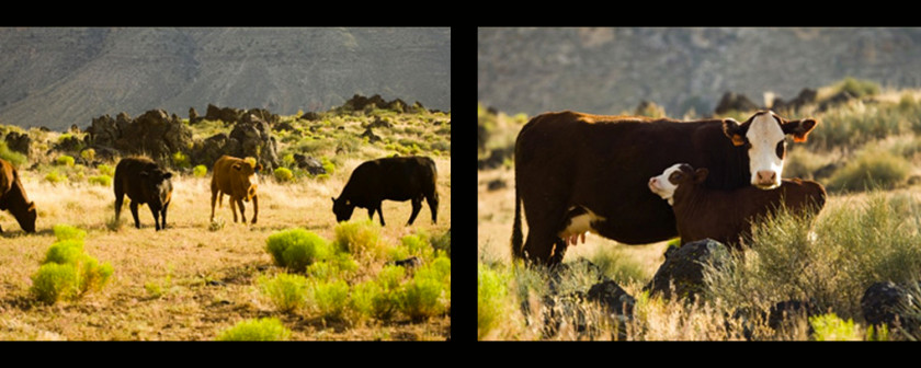 Cattle Ranch Grazing Pasture Bar PNG