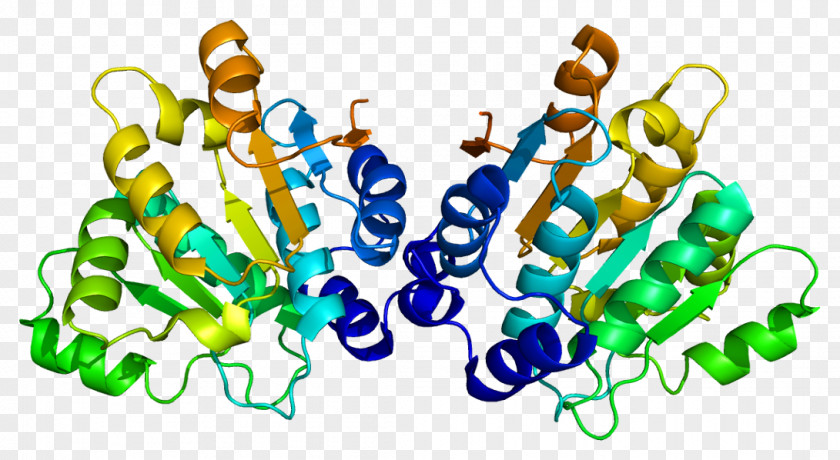 DDX20 Survival Of Motor Neuron Helicase Protein DEAD Box PNG