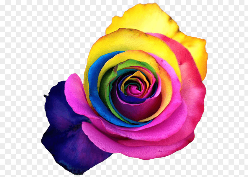 Rainbow Roses Rose Garden Cabbage Petal Cut Flowers PNG